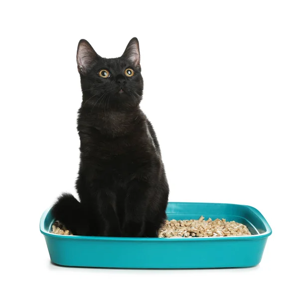 Niedliche schwarze Katze in Wurfbox auf weißem Hintergrund — Stockfoto