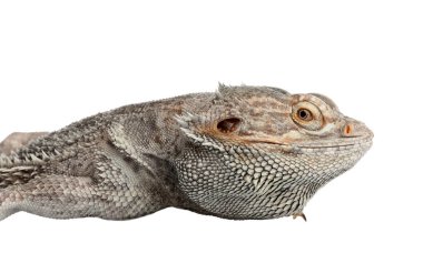 Sakallı kertenkele (Pogona barbata) ve Whit üzerinde izole ağaç dalı