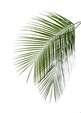 Güzel yemyeşil tropikal yapraklar beyazda izole.