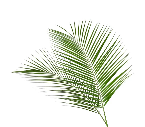 Beautiful lush tropical leaves isolated on white — Stock Photo, Image