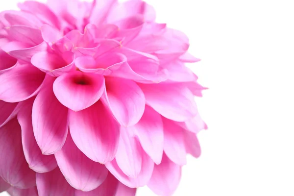 Gyönyörű rózsaszín dália virág fehér háttér, közelkép — Stock Fotó