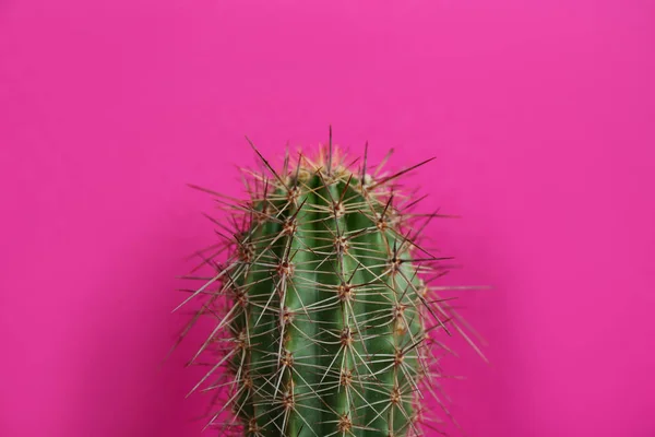 Beau Cactus Sur Fond Violet Vue Rapprochée — Photo
