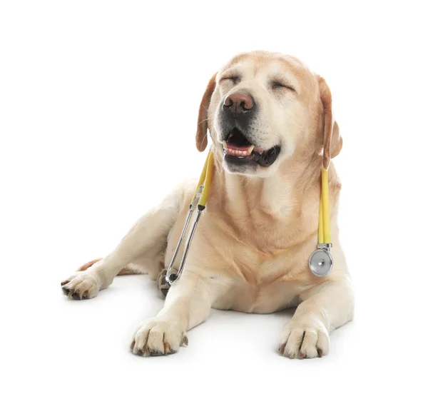 Leuke Labrador Hond Met Stethoscoop Als Dierenarts Witte Achtergrond — Stockfoto