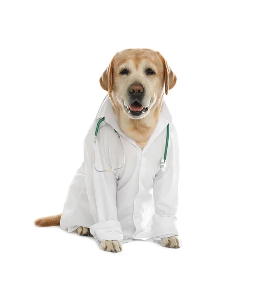 Roztomilý Labrador Pes Uniformě Stetoskopem Jako Veterinární Lékař Bílém Pozadí — Stock fotografie