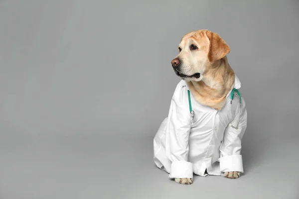 Niedlicher Labrador Hund Uniform Mit Stethoskop Als Tierarzt Auf Grauem — Stockfoto