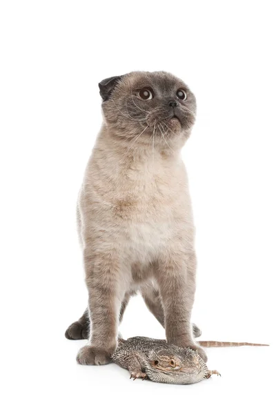 Lindo gato pliegue escocés y lagarto barbudo sobre fondo blanco. F —  Fotos de Stock