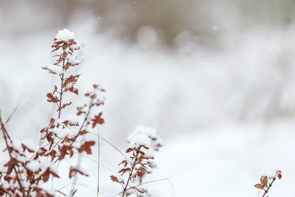 Rama Hermoso Arbusto Cubierto Nieve Aire Libre Fría Mañana Invierno —  Fotos de Stock