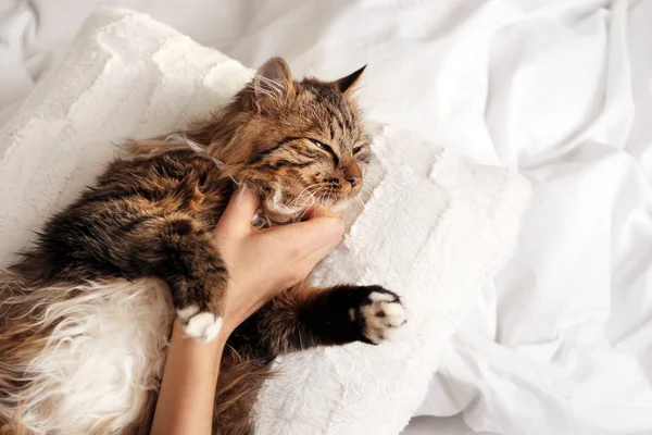 Frau mit ihrer süßen Katze auf dem Bett, Nahaufnahme. flauschiges Haustier — Stockfoto
