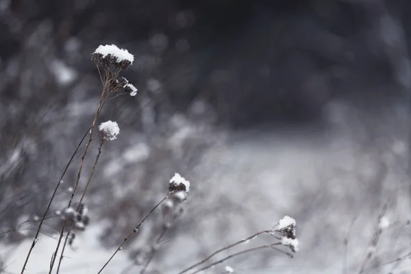 Dry Plants Covered Snow Outdoors Cold Winter Morning Closeup — Stock Photo, Image