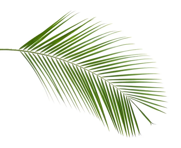 Gyönyörű buja trópusi levél elszigetelt fehér — Stock Fotó