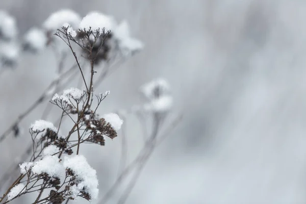 Plantas Secas Cobertas Com Neve Livre Manhã Fria Inverno Close — Fotografia de Stock