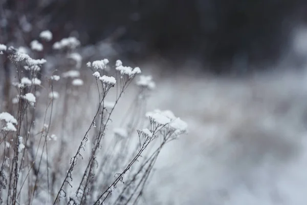 Plantas Secas Cobertas Com Neve Livre Manhã Fria Inverno Close — Fotografia de Stock