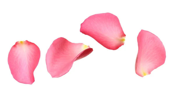 Fresh pink rose petal isolated on white — 스톡 사진