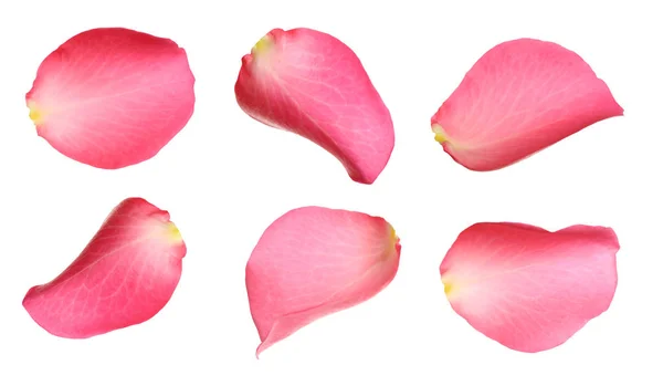 Fresh pink rose petal isolated on white — 스톡 사진