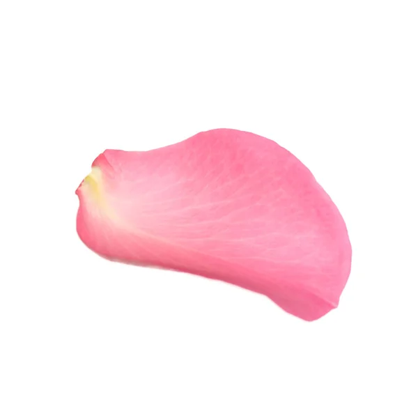 Pétalo rosa fresco aislado en blanco — Foto de Stock