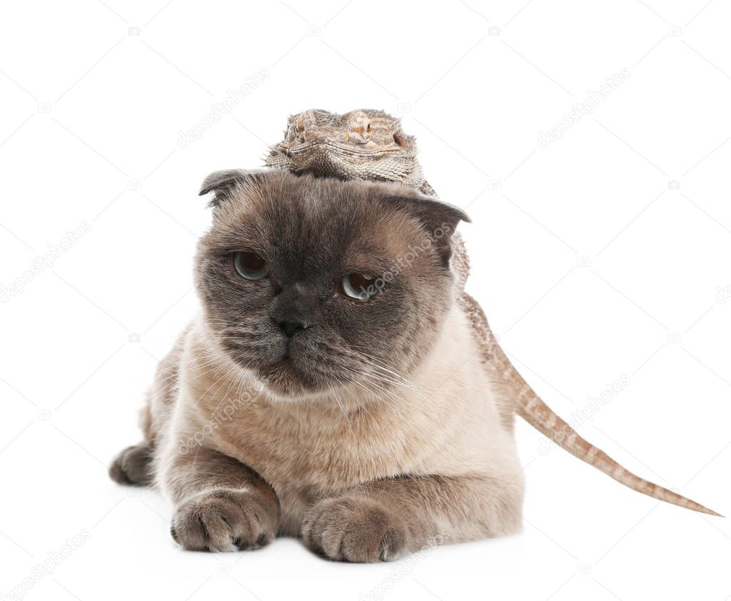 Cute Scottish fold cat and bearded lizard on white background. F