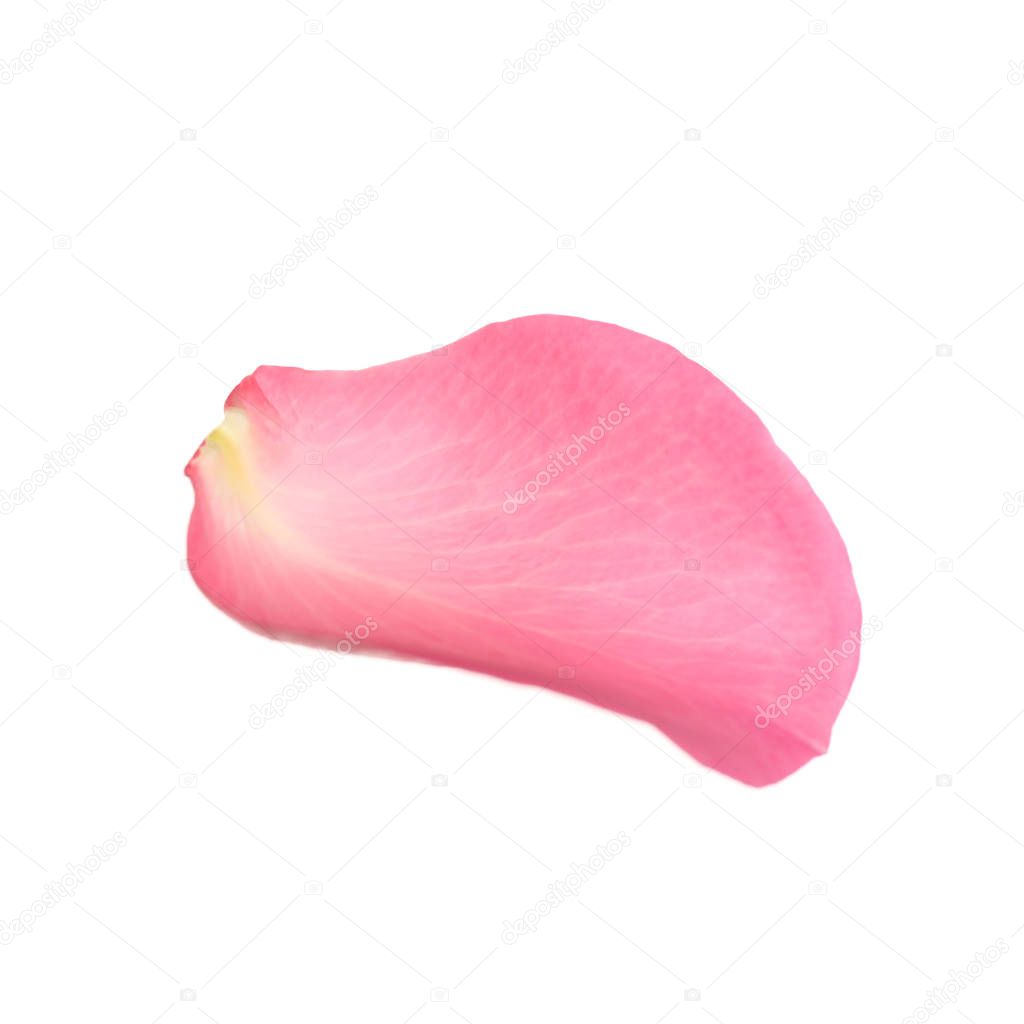 Fresh pink rose petal isolated on white