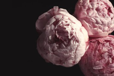 Siyah arka planda güzel, taze şakayıklar, yakın plan. Çiçek kart tasarımı koyu renkli efekt