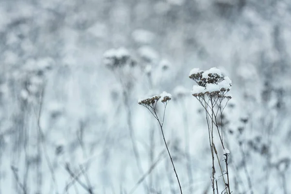 Plantas Secas Cubiertas Nieve Aire Libre Fría Mañana Invierno Primer —  Fotos de Stock