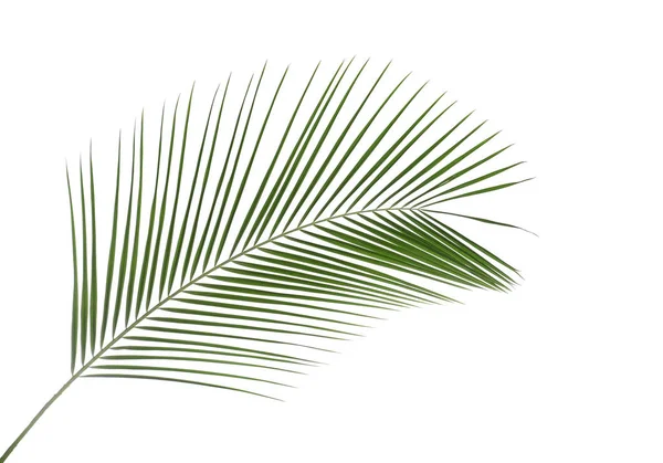 Beautiful lush tropical leaf isolated on white — 스톡 사진