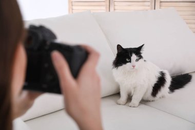 Profesyonel hayvan fotoğrafçısı evde güzel bir kedinin fotoğrafını çekiyor.