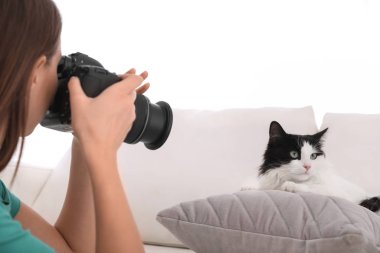 Profesyonel hayvan fotoğrafçısı evde güzel bir kedinin fotoğrafını çekiyor.
