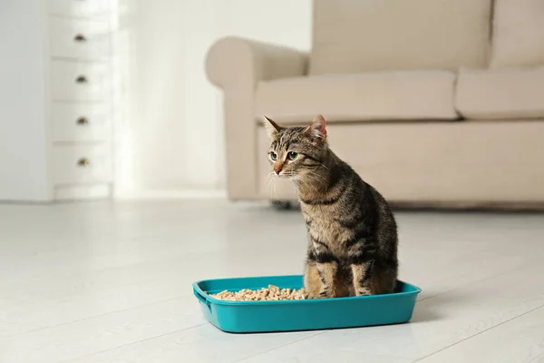 Tabby γάτα σε κουτί σκουπίδια στο σπίτι — Φωτογραφία Αρχείου