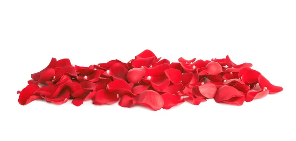 Купка пелюсток червоної троянди на білому тлі — стокове фото