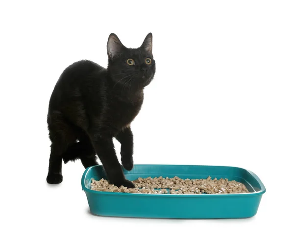 Carino gatto nero vicino alla lettiera su sfondo bianco — Foto Stock