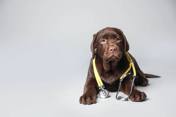 Χαριτωμένο Λαμπραντόρ Σκυλί Στηθοσκόπιο Κτηνίατρος Ανοιχτό Γκρι Φόντο Χώρος Για — Φωτογραφία Αρχείου