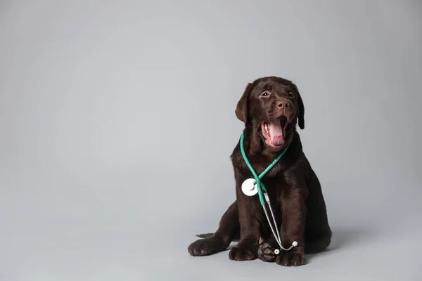 Carino Cane Labrador Con Stetoscopio Come Veterinario Sfondo Grigio Chiaro — Foto Stock