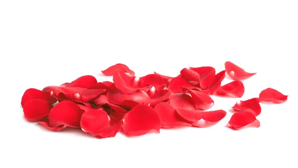 Fresh red rose petals on white background — Stock Photo, Image