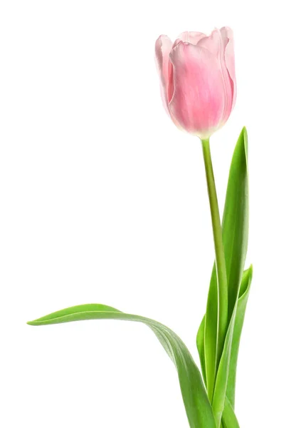 Bellissimo tulipano rosa primaverile su sfondo bianco — Foto Stock