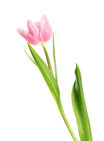 Beautiful pink spring tulip on white background — Stock Photo, Image