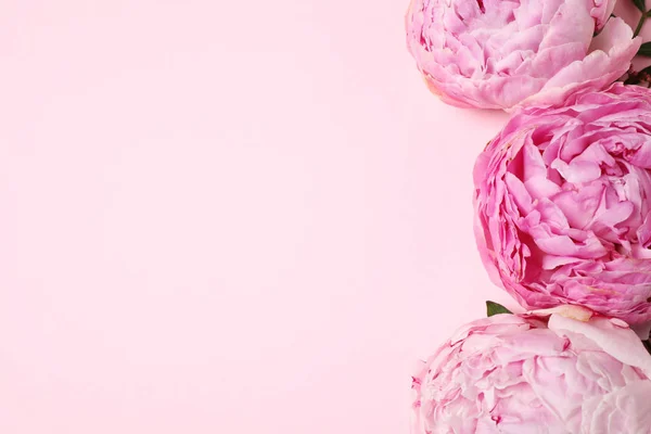 Плоска Композиція Красивими Квітами Простір Тексту Рожевому Фоні Дизайн Квіткової — стокове фото