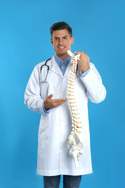 Ортопед-мужчина с моделью позвоночника человека на синем фоне — стоковое фото