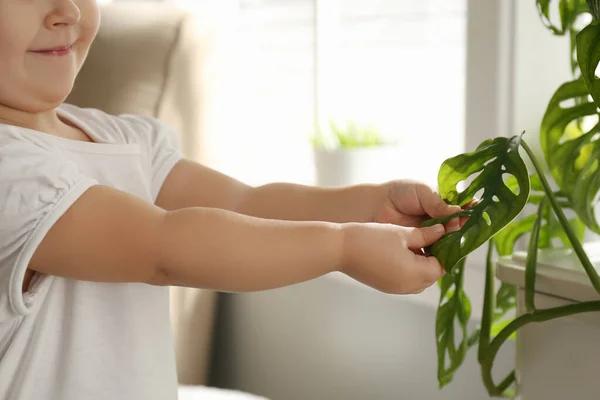 Liten Flicka Leker Med Krukväxt Hemma Närbild — Stockfoto