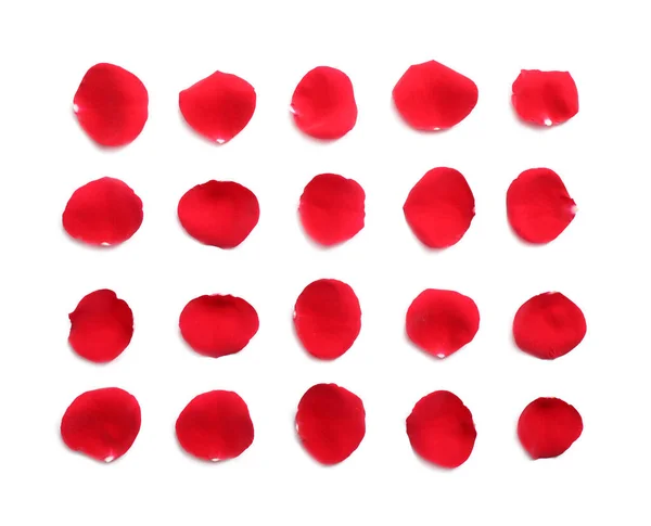 Pétalos de rosa roja fresca sobre fondo blanco, vista superior —  Fotos de Stock