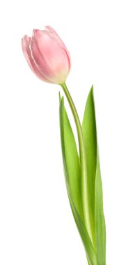 Beyaz arka planda güzel pembe bahar lalesi