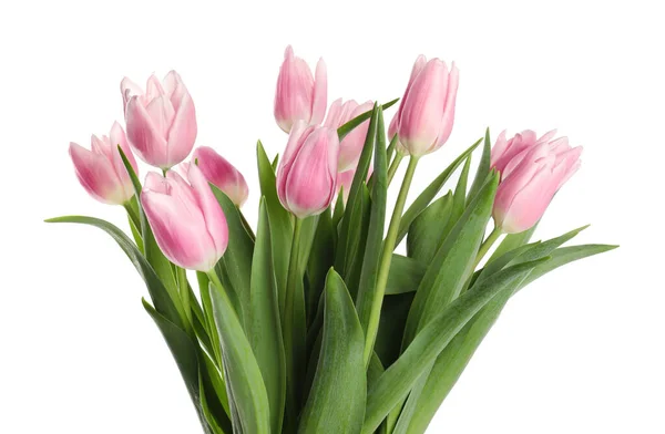 Piękny różowy wiosna tulipany na białym tle — Zdjęcie stockowe