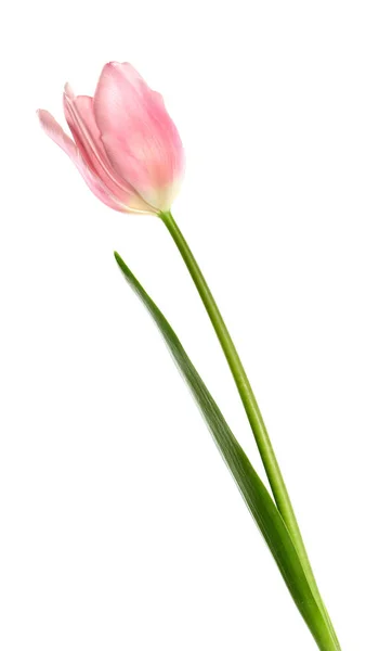 Linda tulipa de primavera rosa no fundo branco — Fotografia de Stock