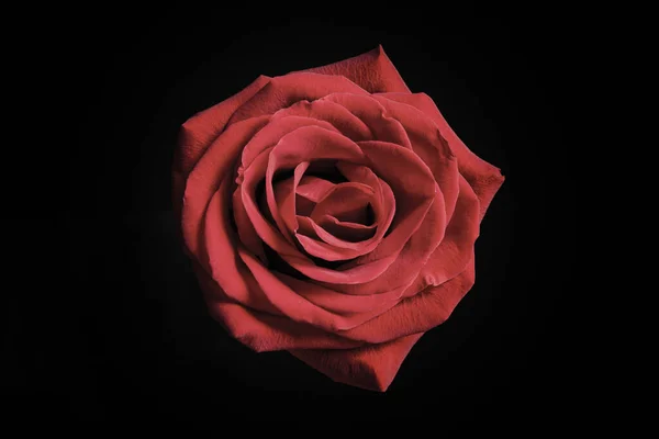 Schöne Rose Auf Schwarzem Hintergrund Florales Kartendesign Mit Dunklem Vintage — Stockfoto