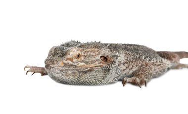 Sakallı kertenkele (Pogona barbata) beyaz üzerine izole edilmiş. Egzotik hayvan