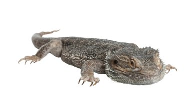 Sakallı kertenkele (Pogona barbata) beyaz üzerine izole edilmiş. Egzotik hayvan