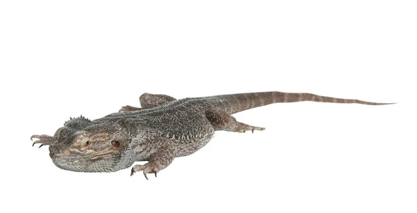 Sakallı kertenkele (Pogona barbata) beyaz üzerine izole edilmiş. Egzotik hayvan — Stok fotoğraf