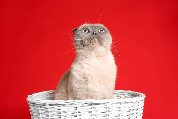 Lindo Gato Pliegue Escocés Canasta Mimbre Sobre Fondo Rojo Mascota — Foto de Stock