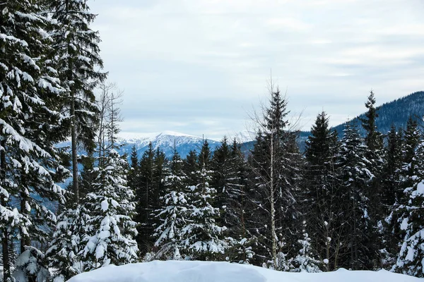Живописный Вид Снежных Хвойных Лесов Зимний День Вид Низкого Угла — стоковое фото
