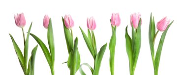 Beyaz arka planda güzel pembe bahar laleleri