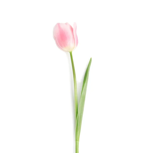 Beautiful pink spring tulip isolated on white, top view — Stockfoto