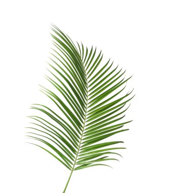 Güzel yemyeşil tropikal yaprak beyazda izole edilmiş.